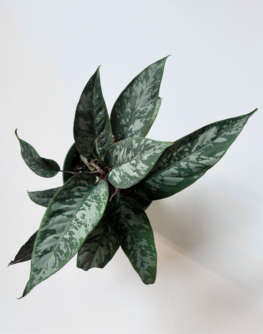 Apoballis Acuminatissima Lavallei | Homalomena Purple Sword Plant | 6 inch pot