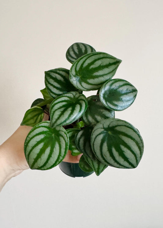 Peperomia Watermelon Plant - 4” Pot - Live Plant - optional decorative pot