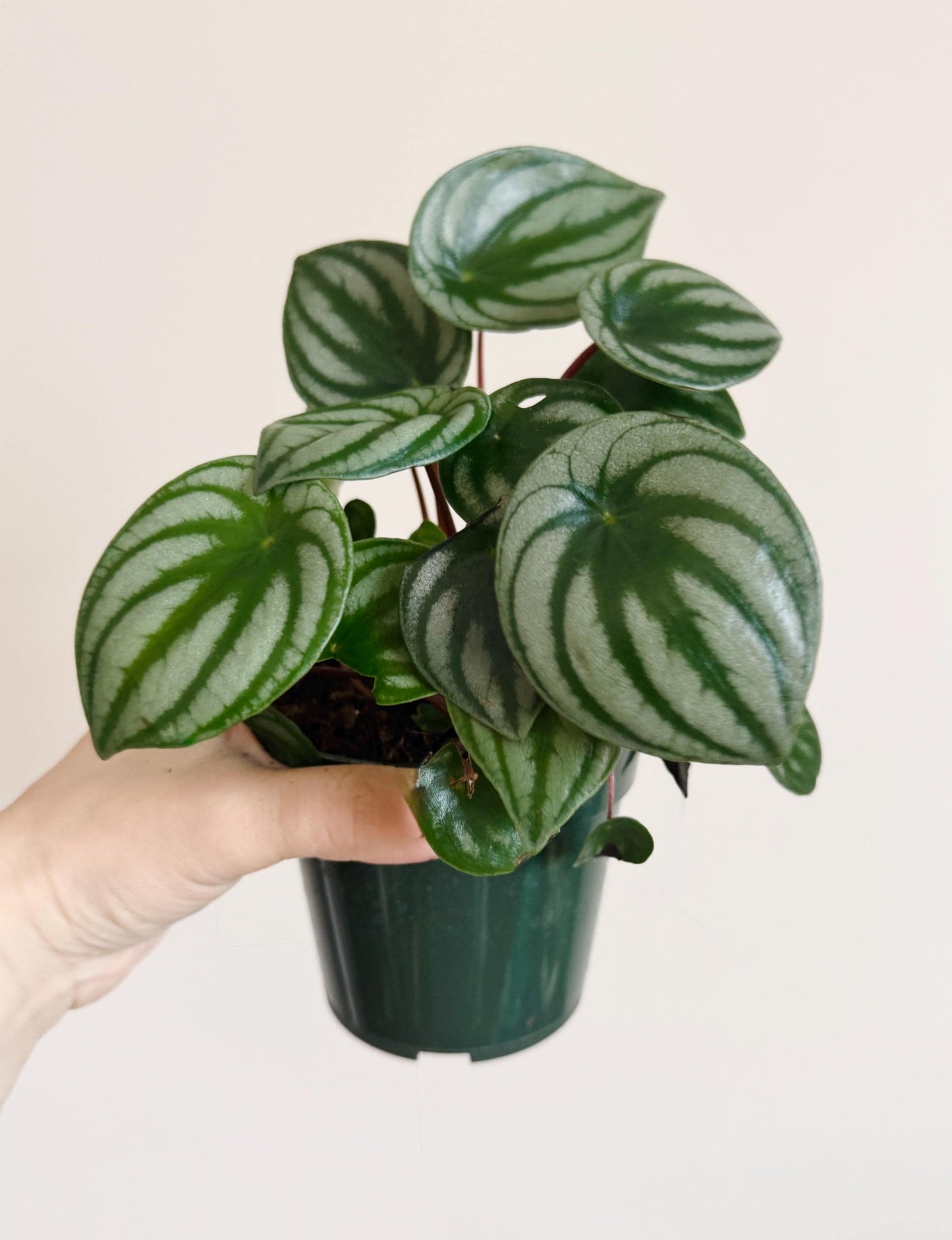 Peperomia Watermelon Plant - 4” Pot - Live Plant - optional decorative pot