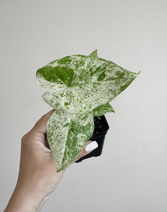 Alocasia Odora Batik Rare Variegated Plant - 3” Pot - optional decorative pot