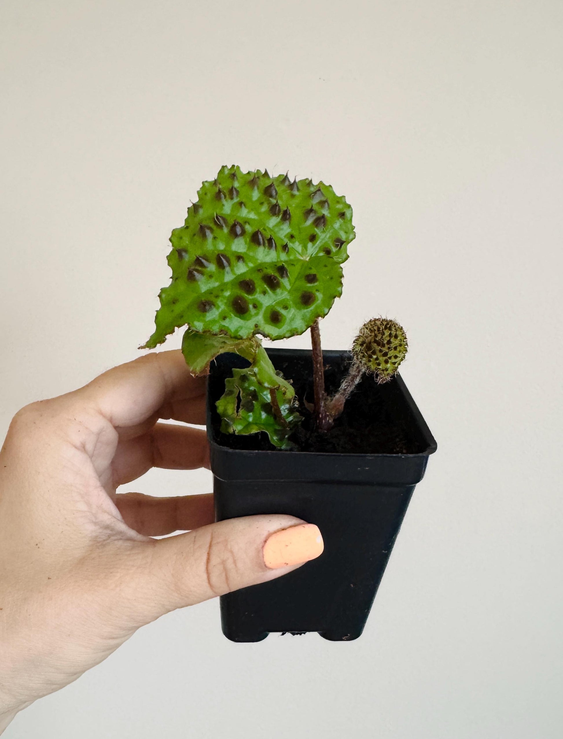 Begonia Melanobullata - 2.5” Pot - RARE Live plant - optional decorative pot
