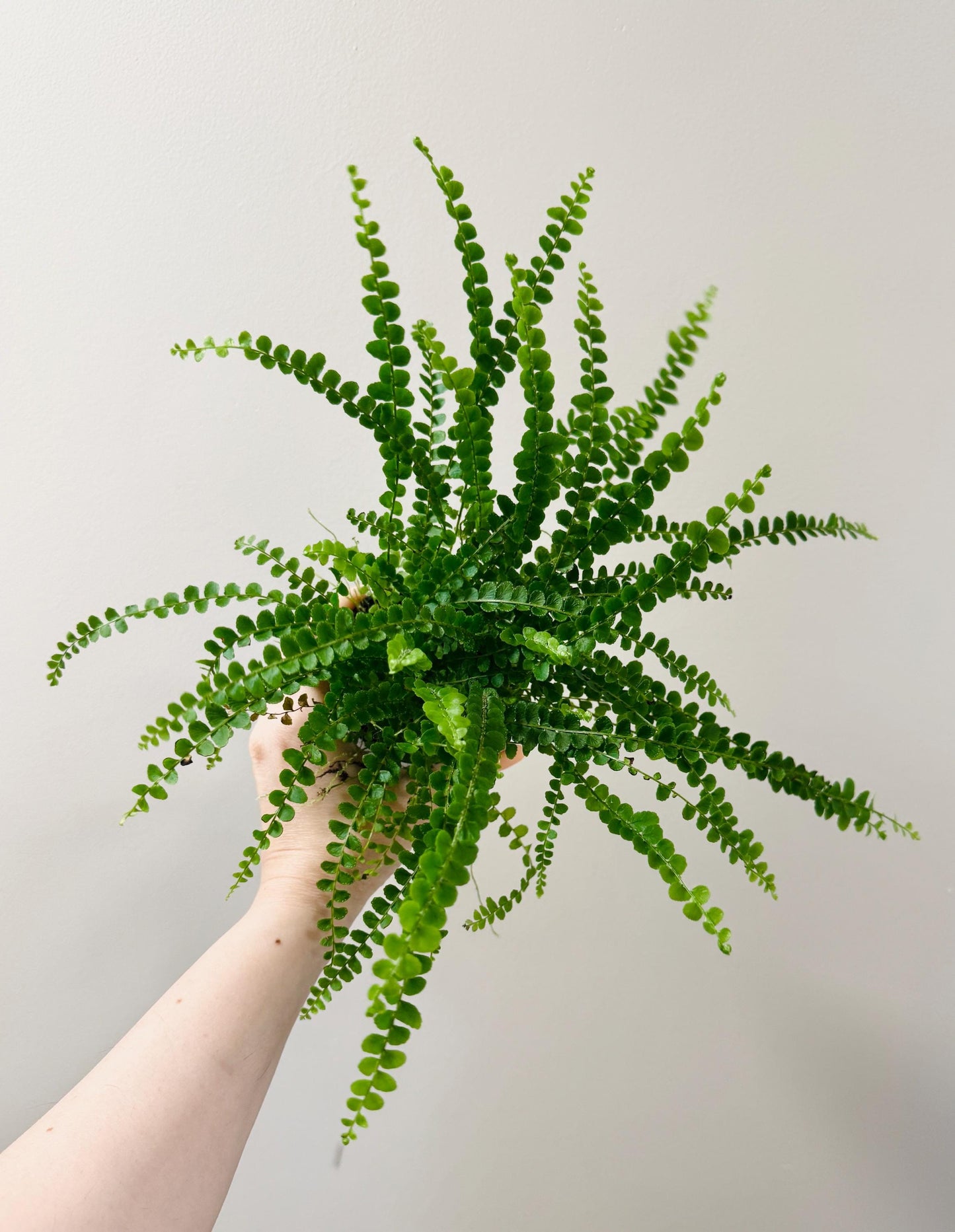 Lemon Button Fern Plant - 4 inch Pot - Live Plant - optional decorative pot