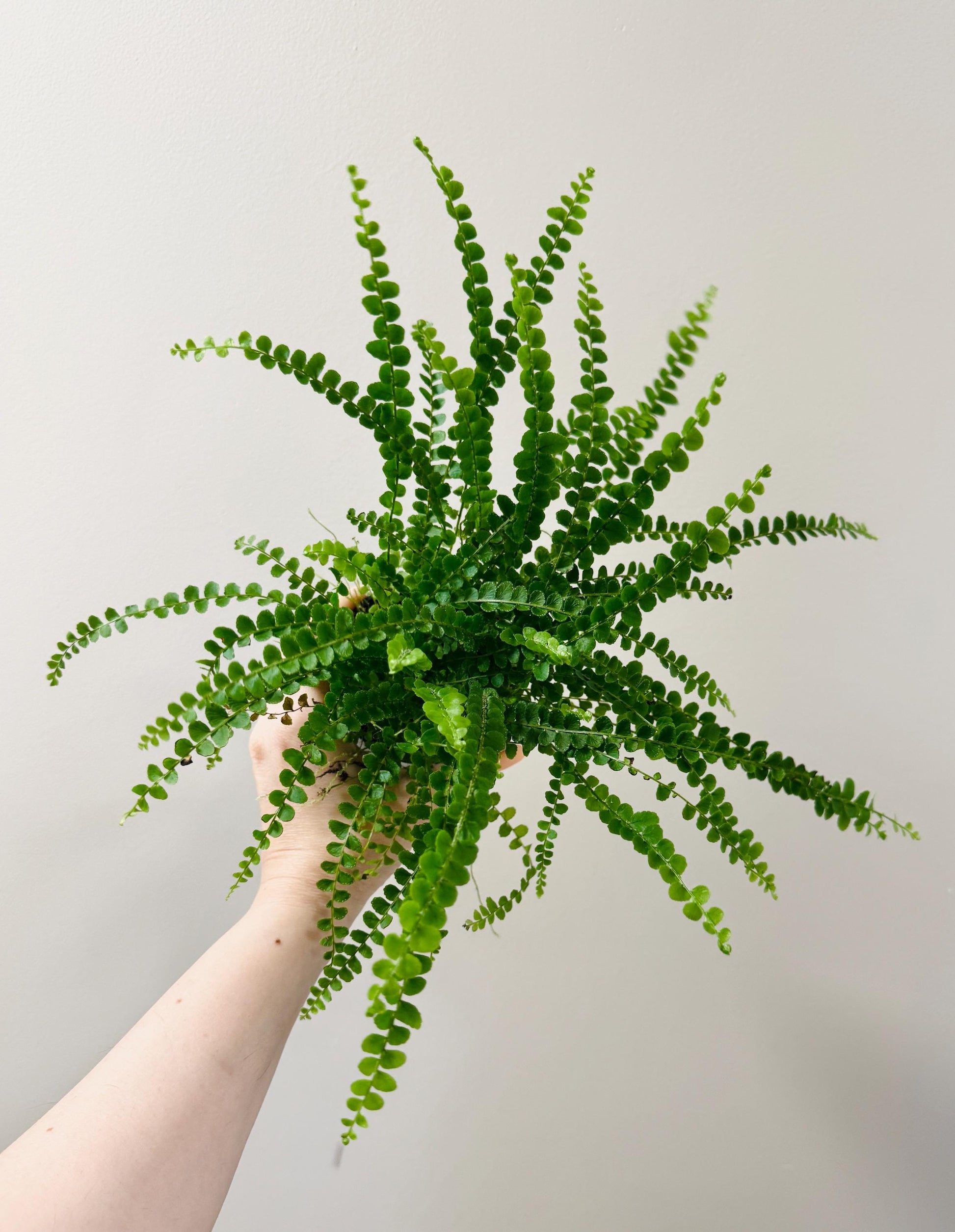 Lemon Button Fern Plant - 4 inch Pot - Live Plant - optional decorative pot