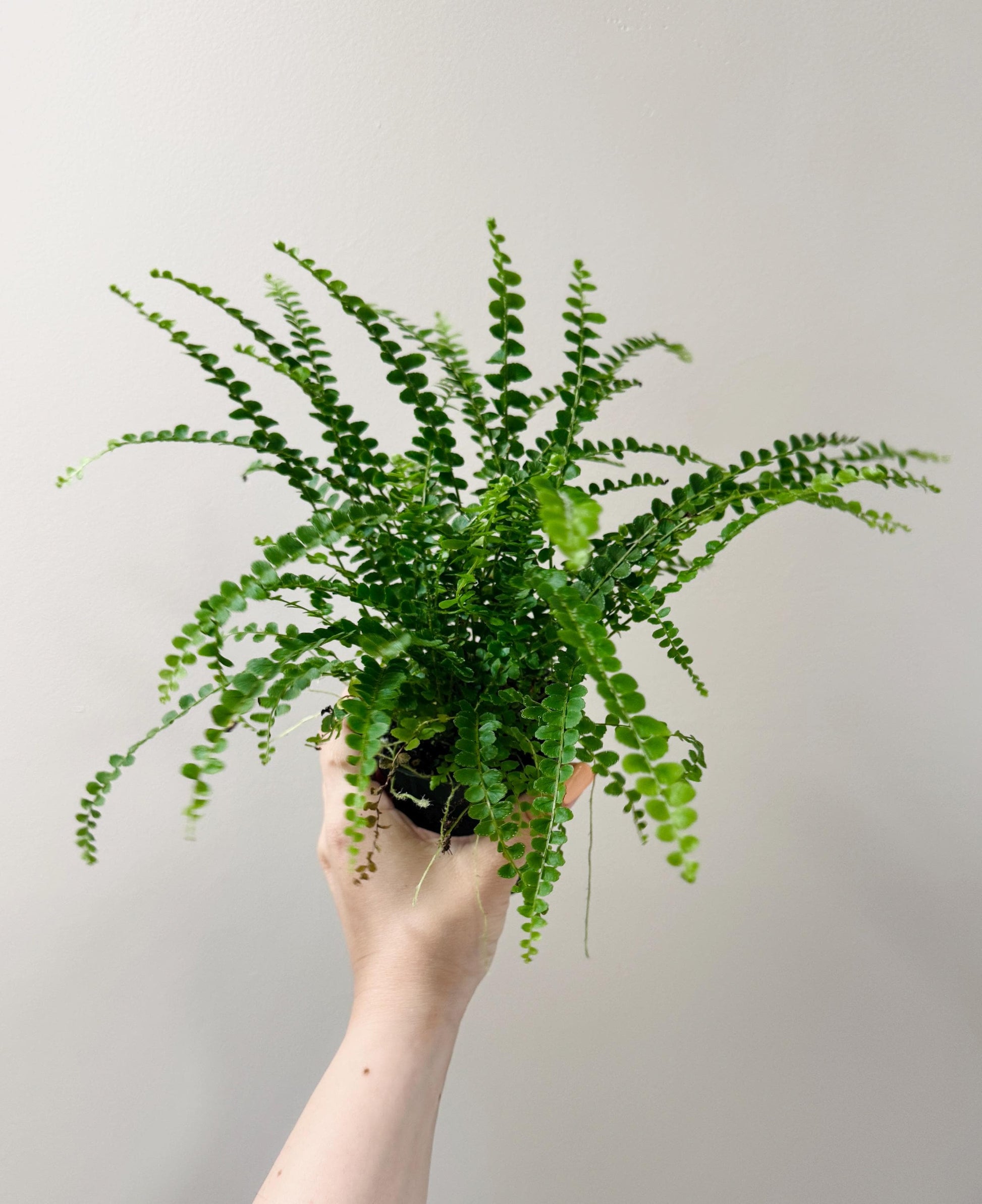 Lemon Button Fern Plant - 4 inch Pot - Live Plant - optional decorative pot