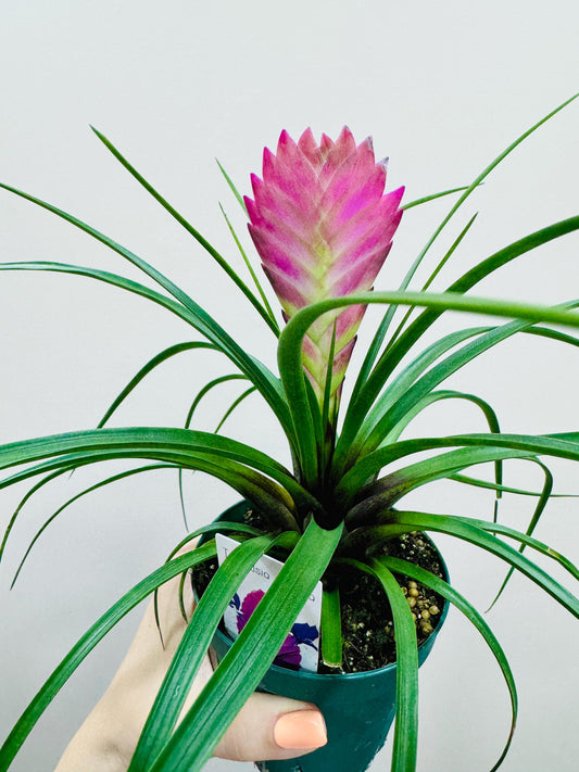 Tillandsia Cyane Plant | Pink Quill Bromeliad | 4 inch pot