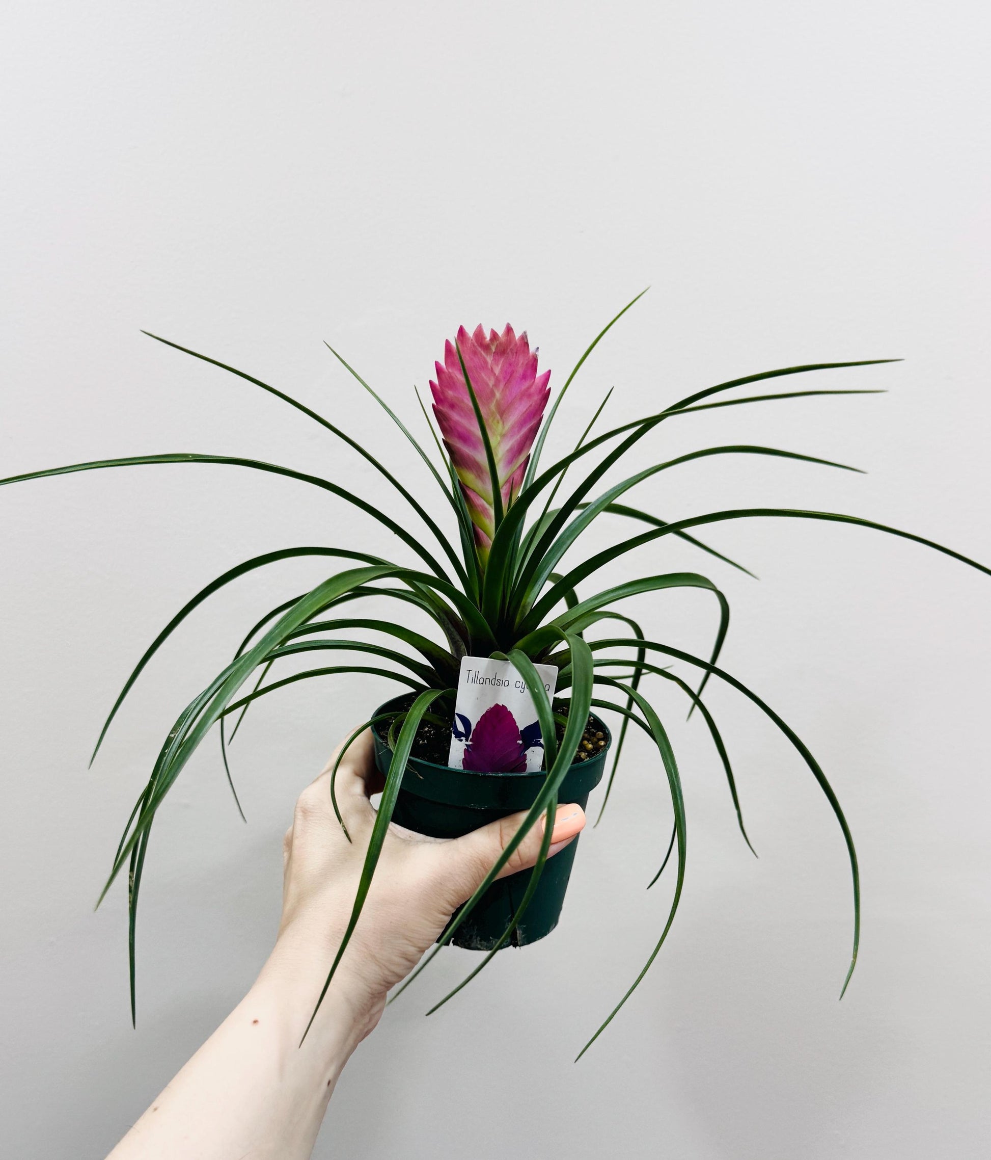 Tillandsia Cyane Plant | Pink Quill Bromeliad | 4 inch pot