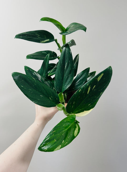Monstera Standleyana Albo Variegated - 6 inch Pot - Live Houseplant