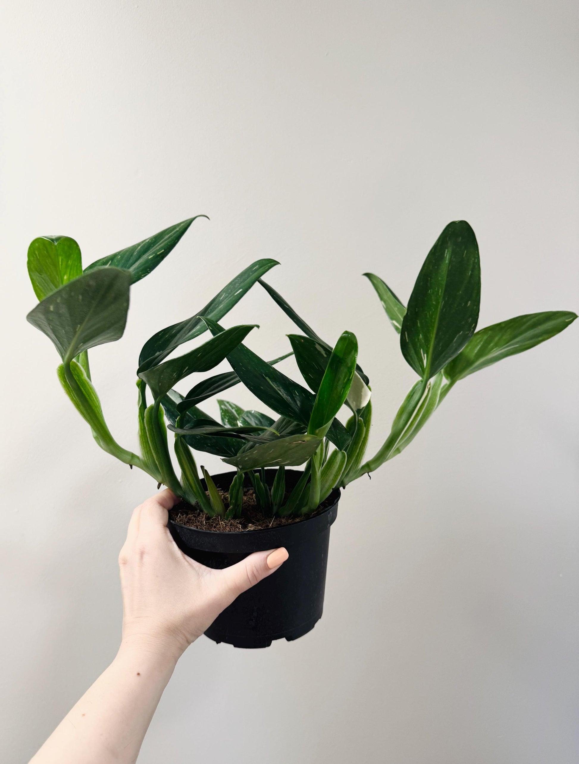 Monstera Standleyana Albo Variegated - 6 inch Pot - Live Houseplant