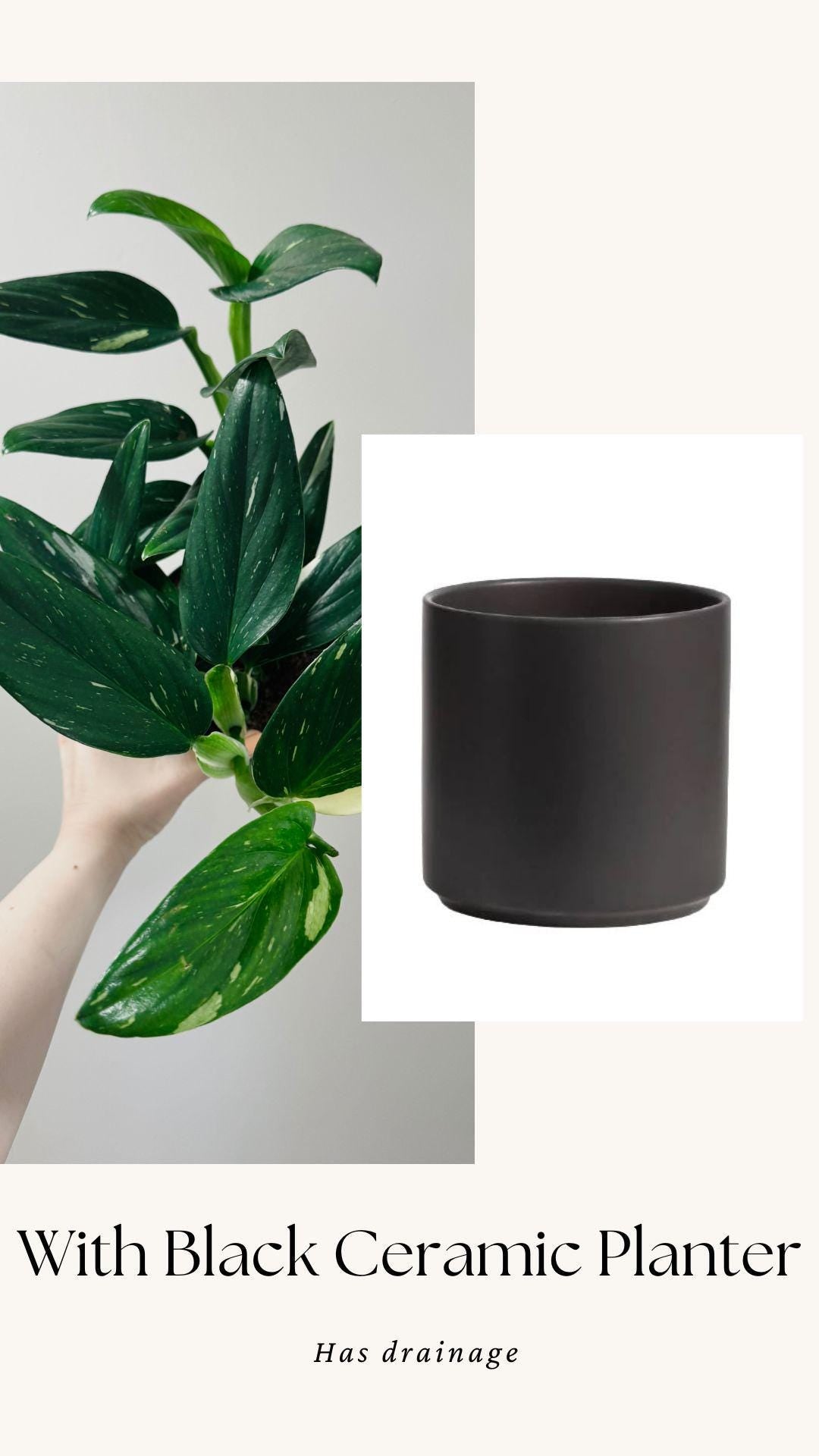 Monstera Standleyana Albo Variegated - 6 inch Pot - Live Houseplant