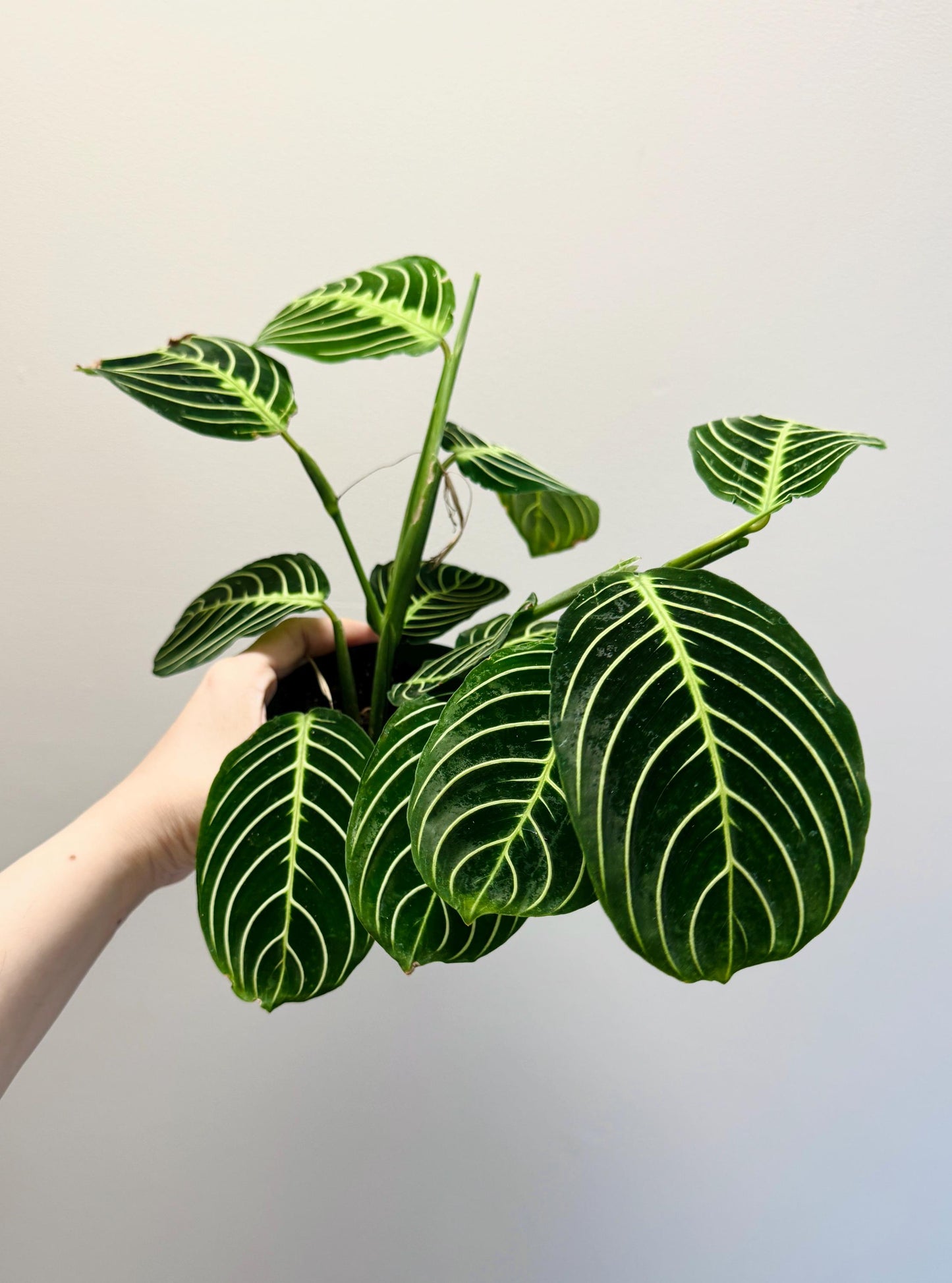 Lemon Lime Prayer Plant - Maranta - Live plant- 4 inch Pot - optional decorative pot