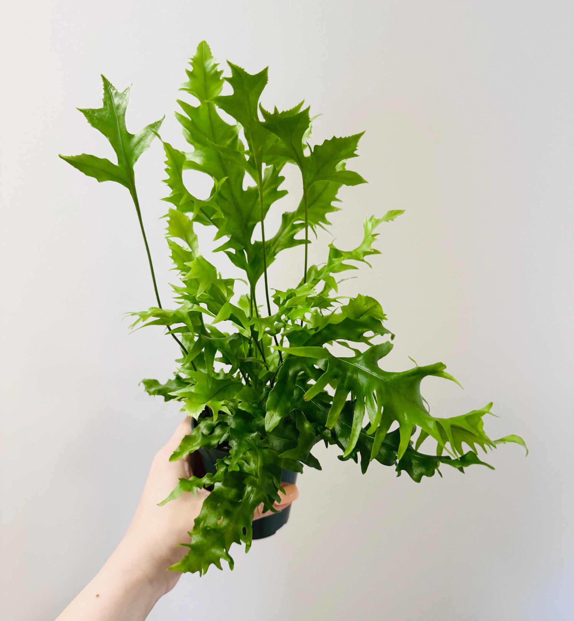 Fern Hawaiian Sunshine Plant - 4 inch Pot - Live Plant - optional decorative pot