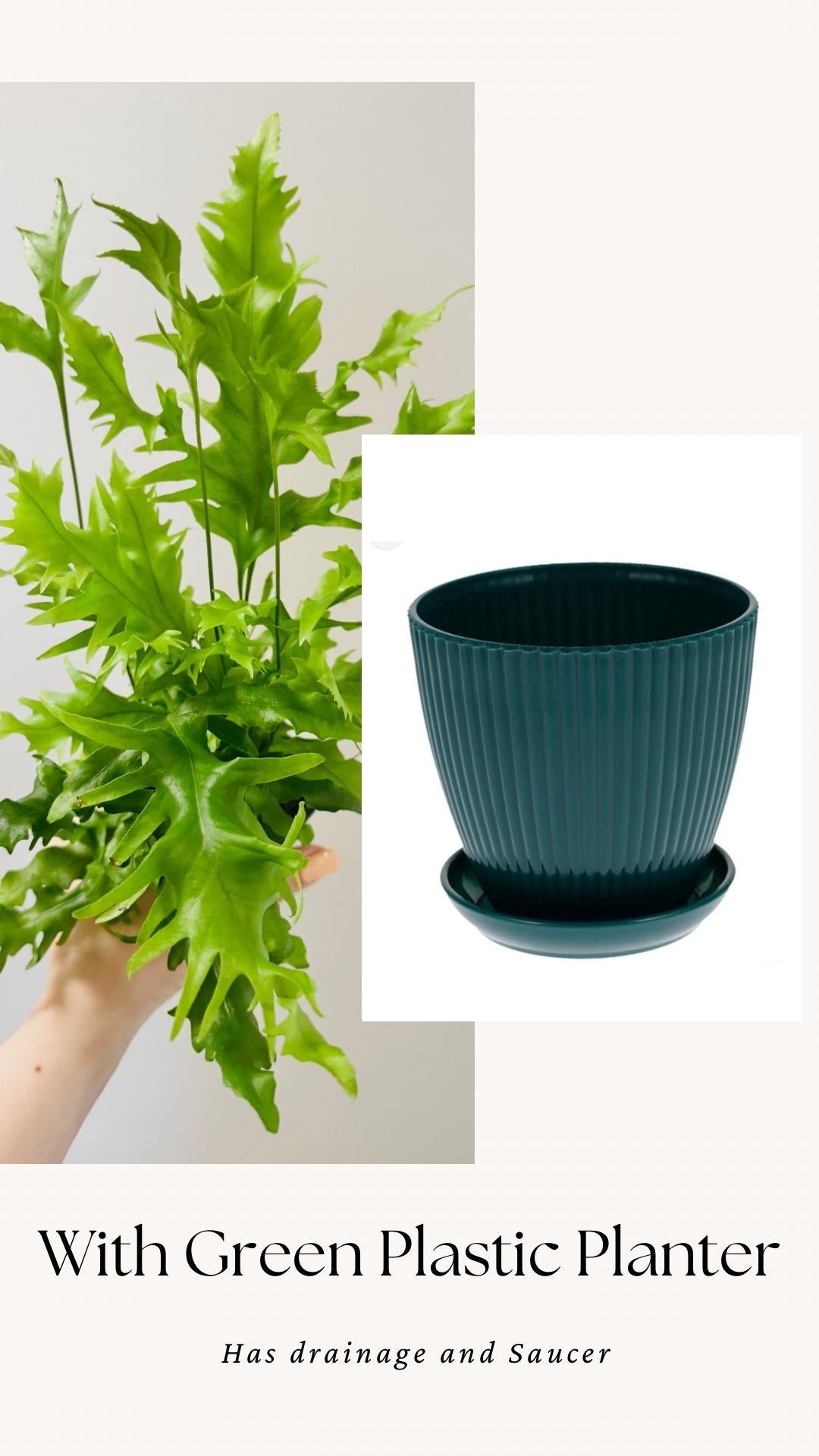 Fern Hawaiian Sunshine Plant - 4 inch Pot - Live Plant - optional decorative pot