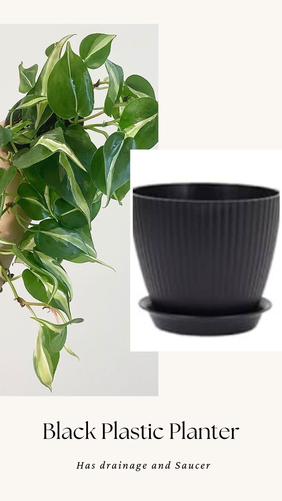 Philodendron Silver Stripe Live Plant 4” Nursery Pot