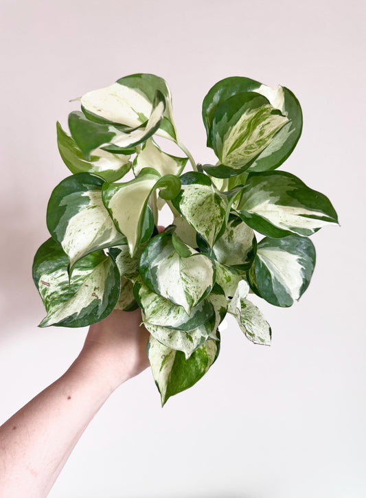 Manjula Pothos Plant - 4 inch Nursery Pot - Live Plant - optional decorative pot