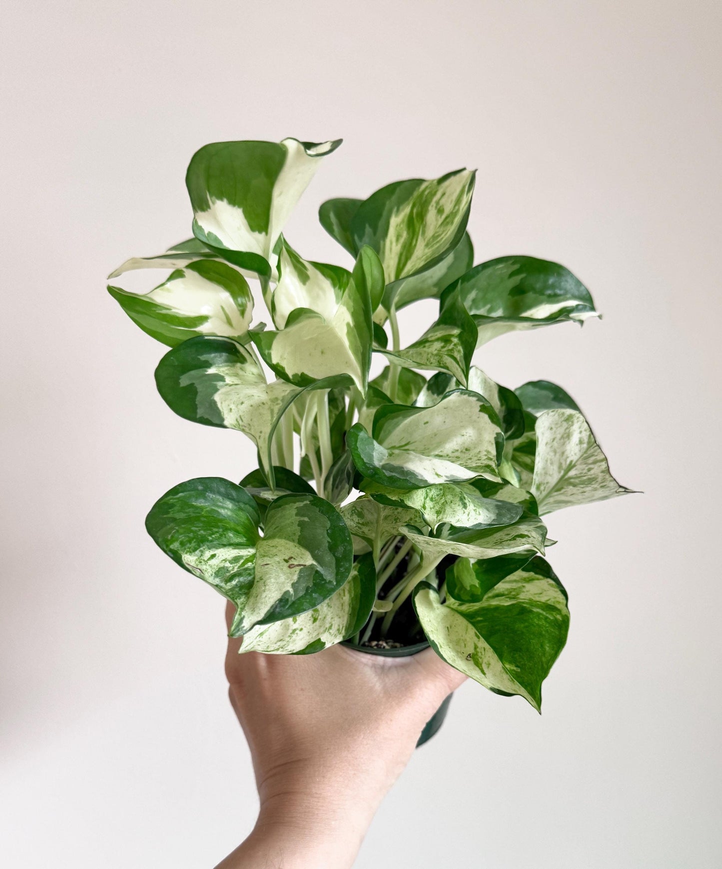 Manjula Pothos Plant - 4 inch Nursery Pot - Live Plant - optional decorative pot