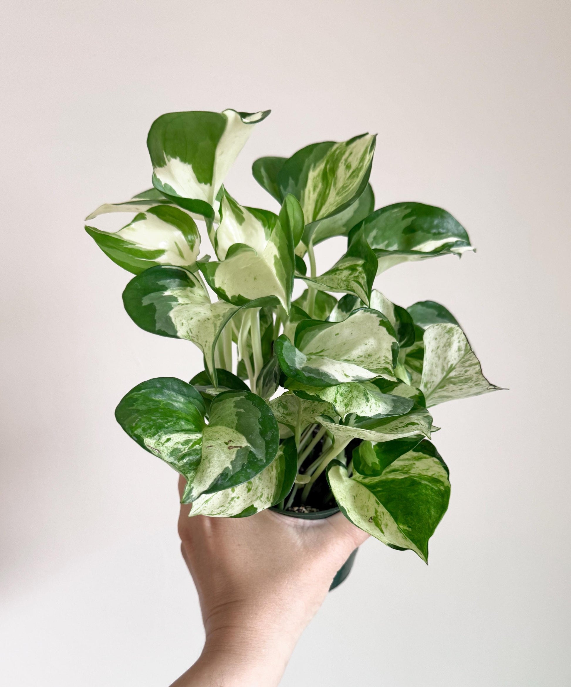 Manjula Pothos Plant - 4 inch Nursery Pot - Live Plant - optional decorative pot