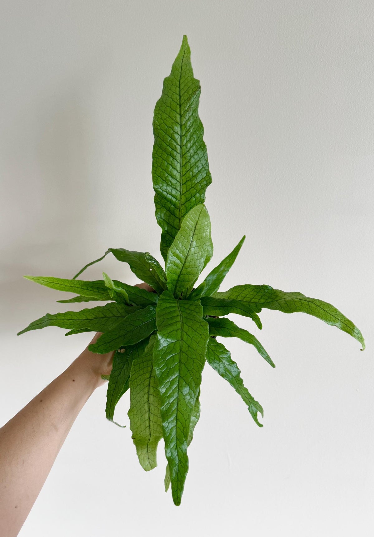 Blue Star Fern Plant - 4 inch Pot - Live Plant - optional decorative pot