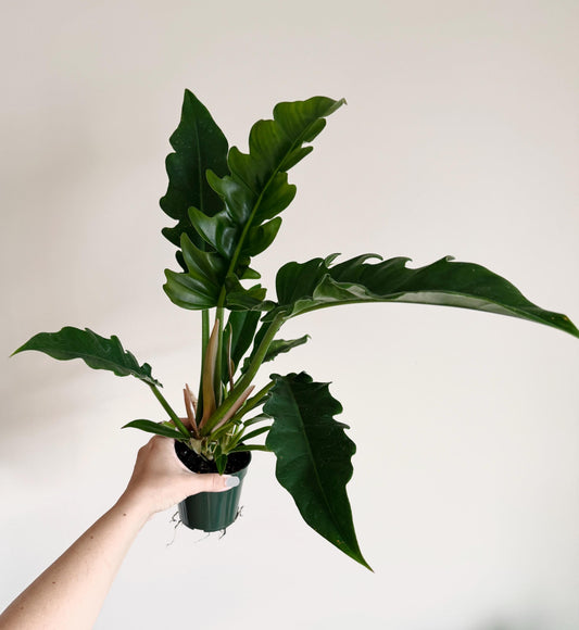 Philodendron Jungle Boogie Plant - 4 inch Pot - Live Plant - optional decorative pot