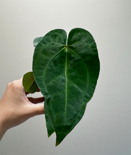 Anthurium (Crystallinum x Magnificum) Hybrid Plant - 4 inch Nursery Pot