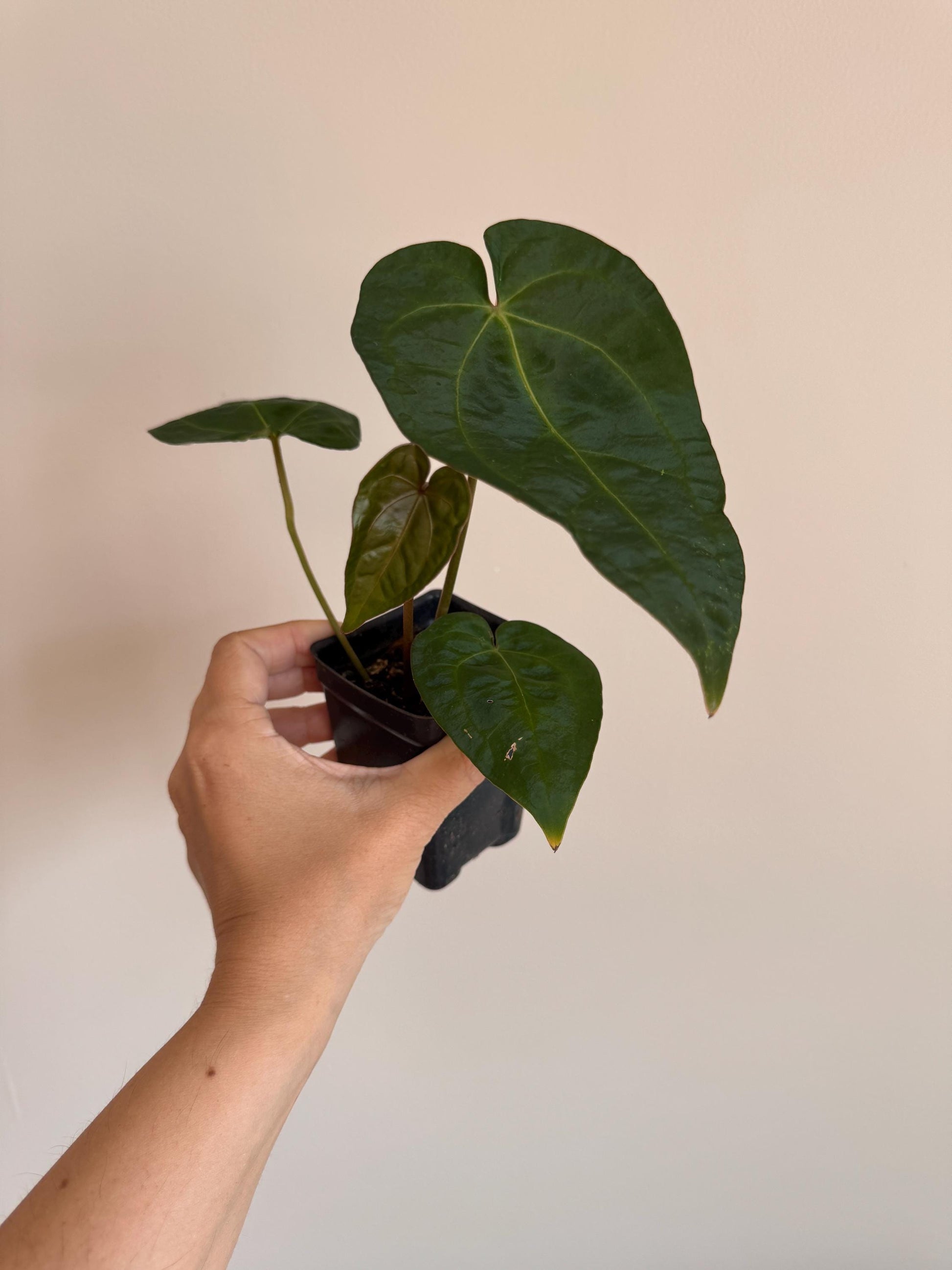 Anthurium (Crystallinum x Magnificum) Hybrid Plant - 4 inch Nursery Pot