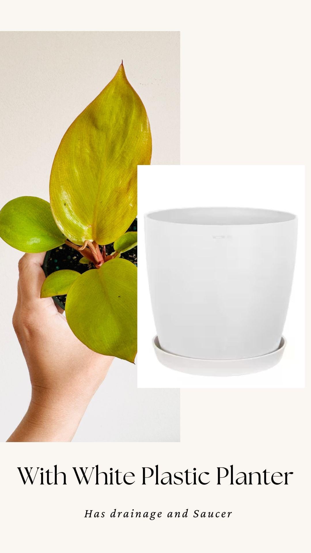Philodendron Mars Plant 4 inch Pot - optional decorative pot