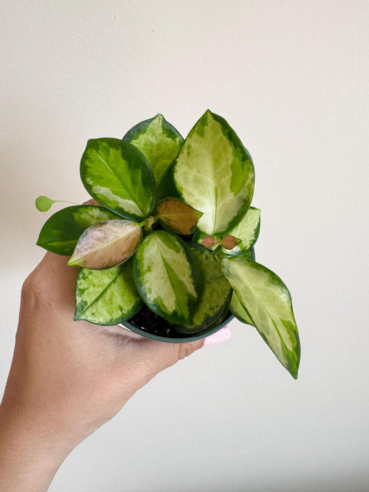 Hoya Lisa Variegated Flowering Wax Plant - 4 inch Pot - Live Plant - optional decorative pot