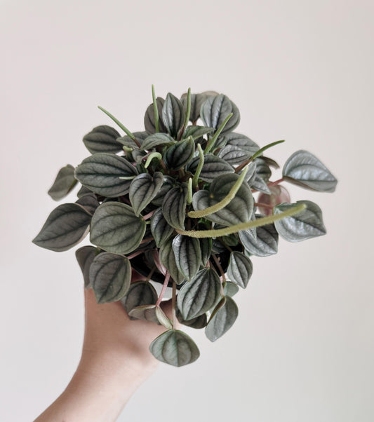 Peperomia Napoli Nights 4 inch Pot - Live Plant - optional decorative pot