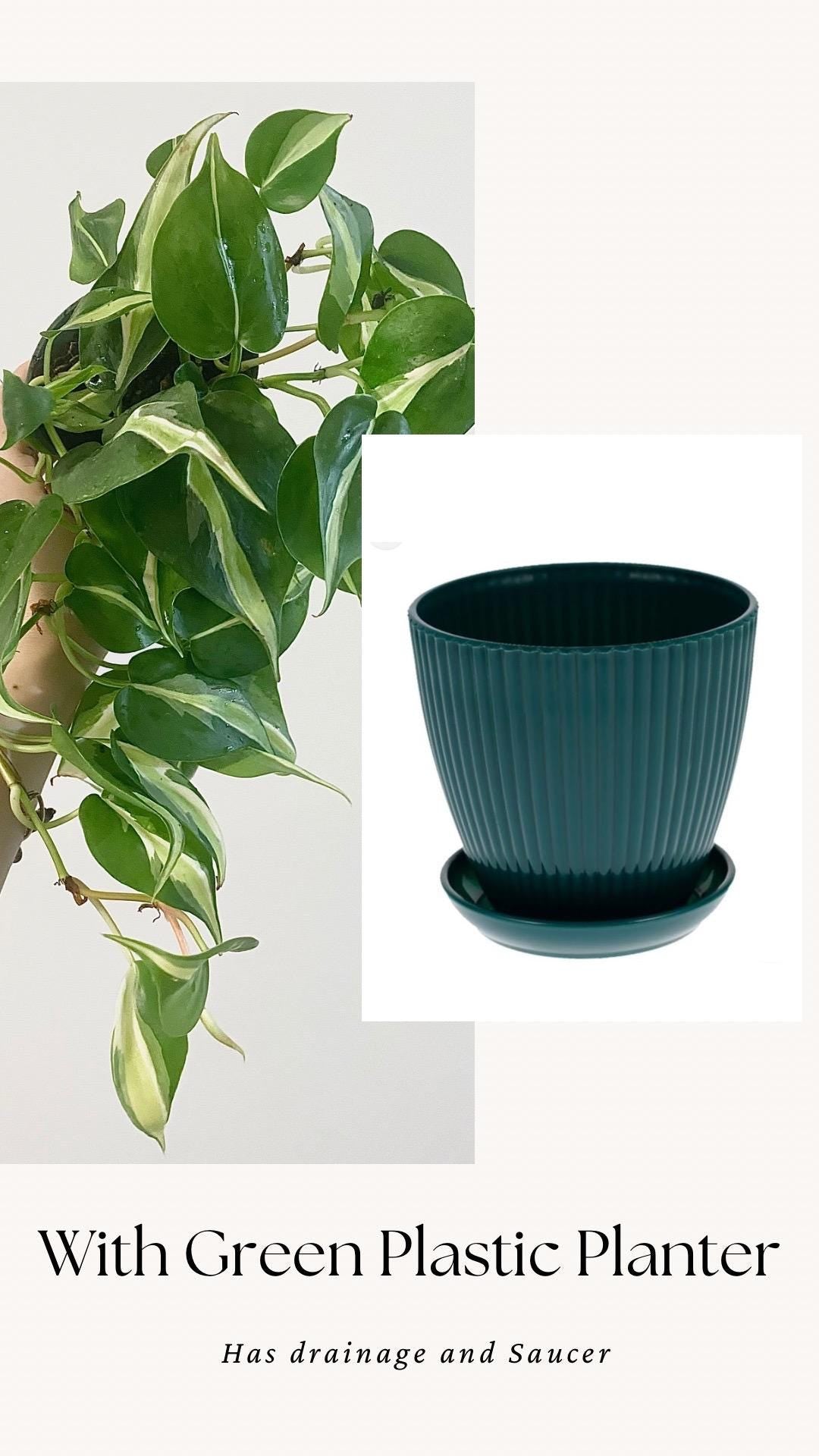 Philodendron Silver Stripe Live Plant 4” Nursery Pot