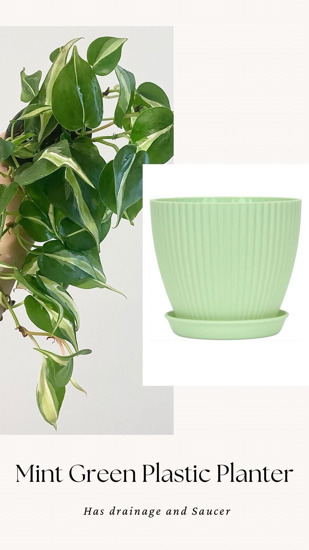 Philodendron Silver Stripe Live Plant 4” Nursery Pot