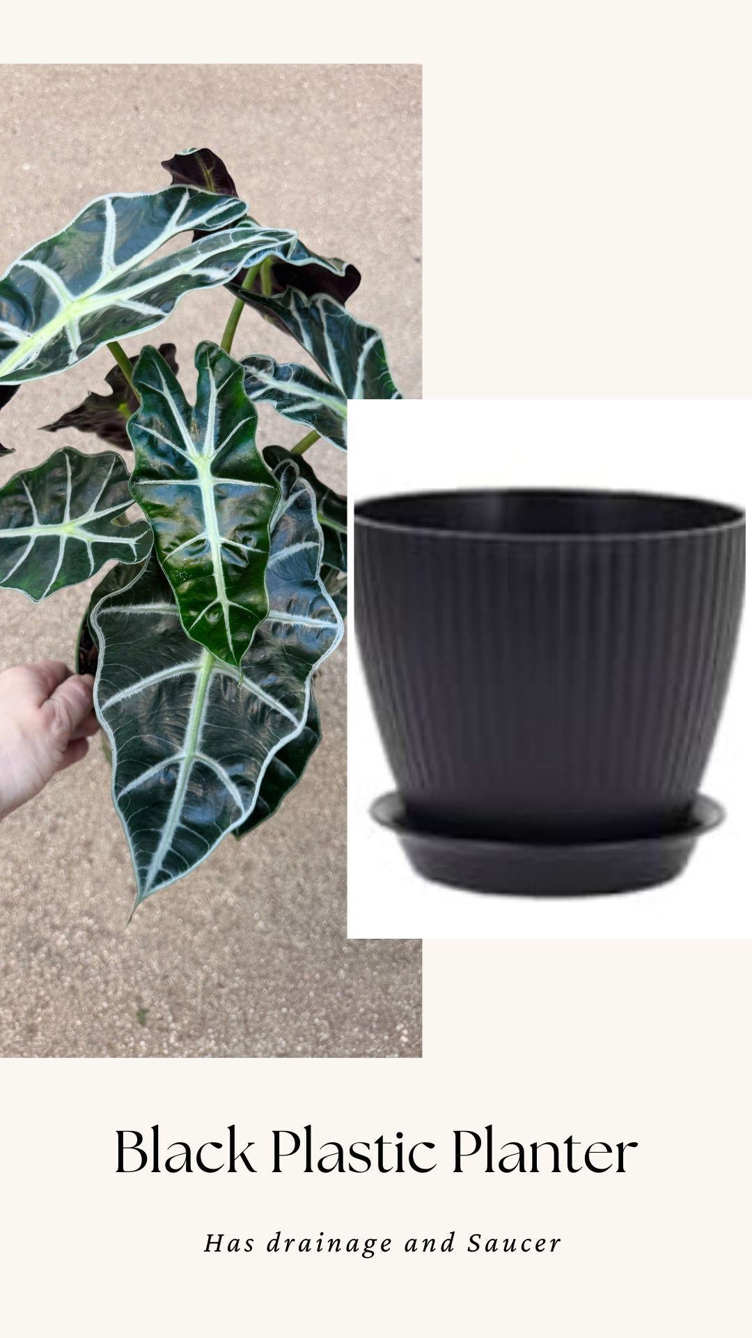 Alocasia Polly Plant - 6 inch Pot - optional deocrative pot