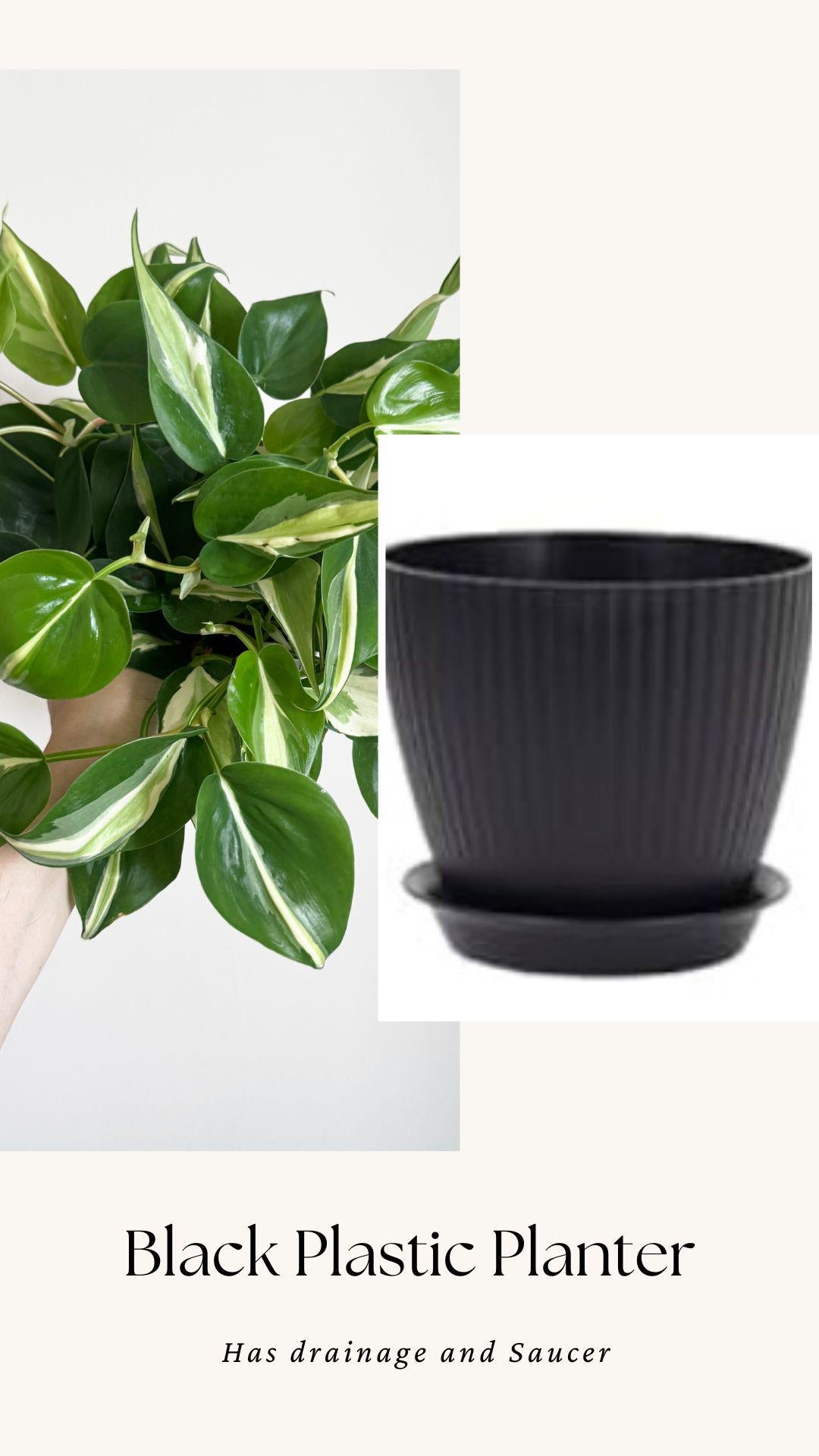 Philodendron Silver Stripe Plant - 6 inch Pot - optional deocrative pot