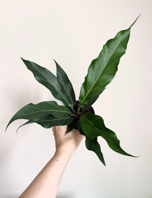 Anthurium Hookeri Bird Nest Plant - 4 inch Pot - Live Plant - optional decorative pot
