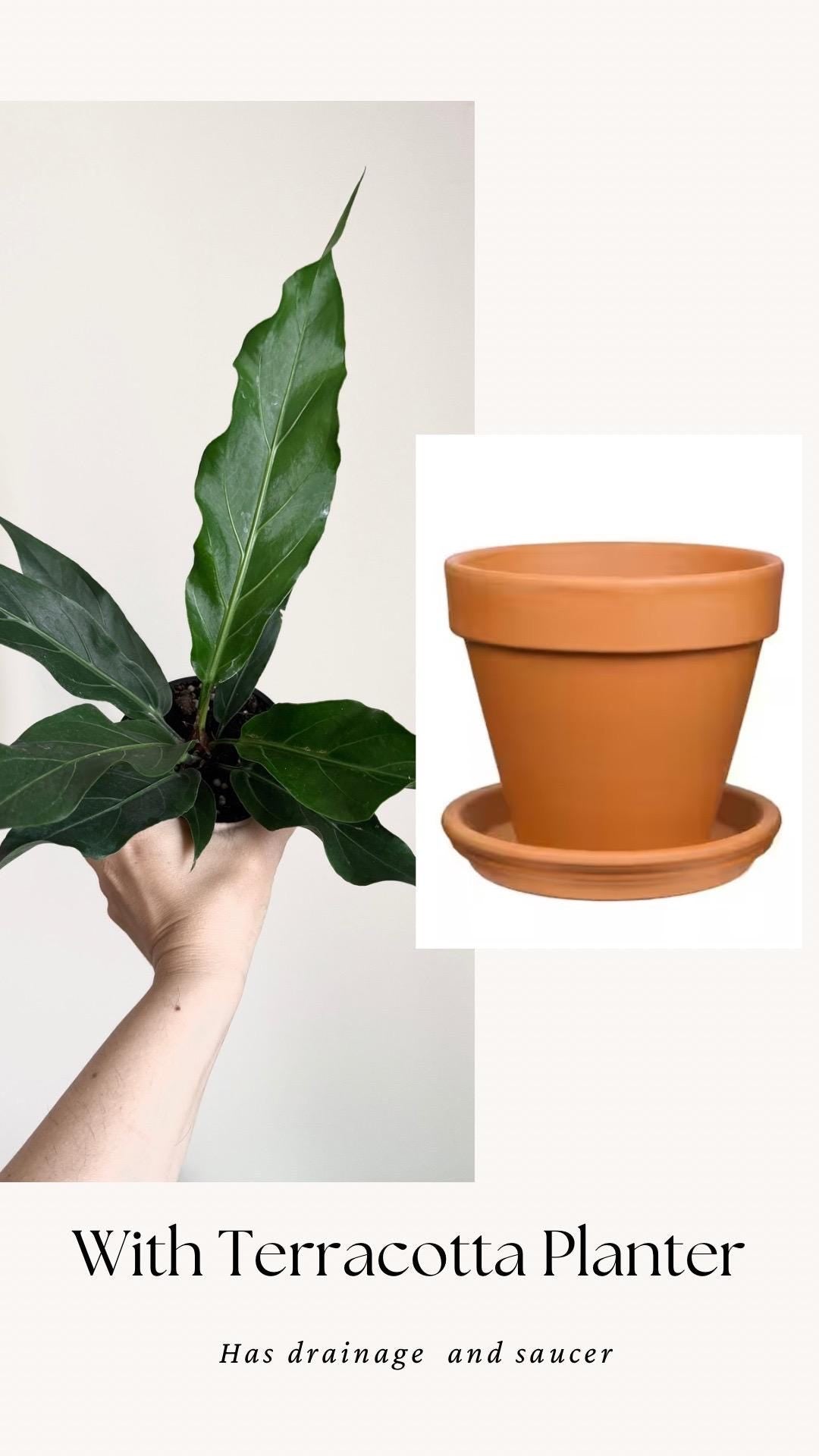 Anthurium Hookeri Bird Nest Plant - 4 inch Pot - Live Plant - optional decorative pot