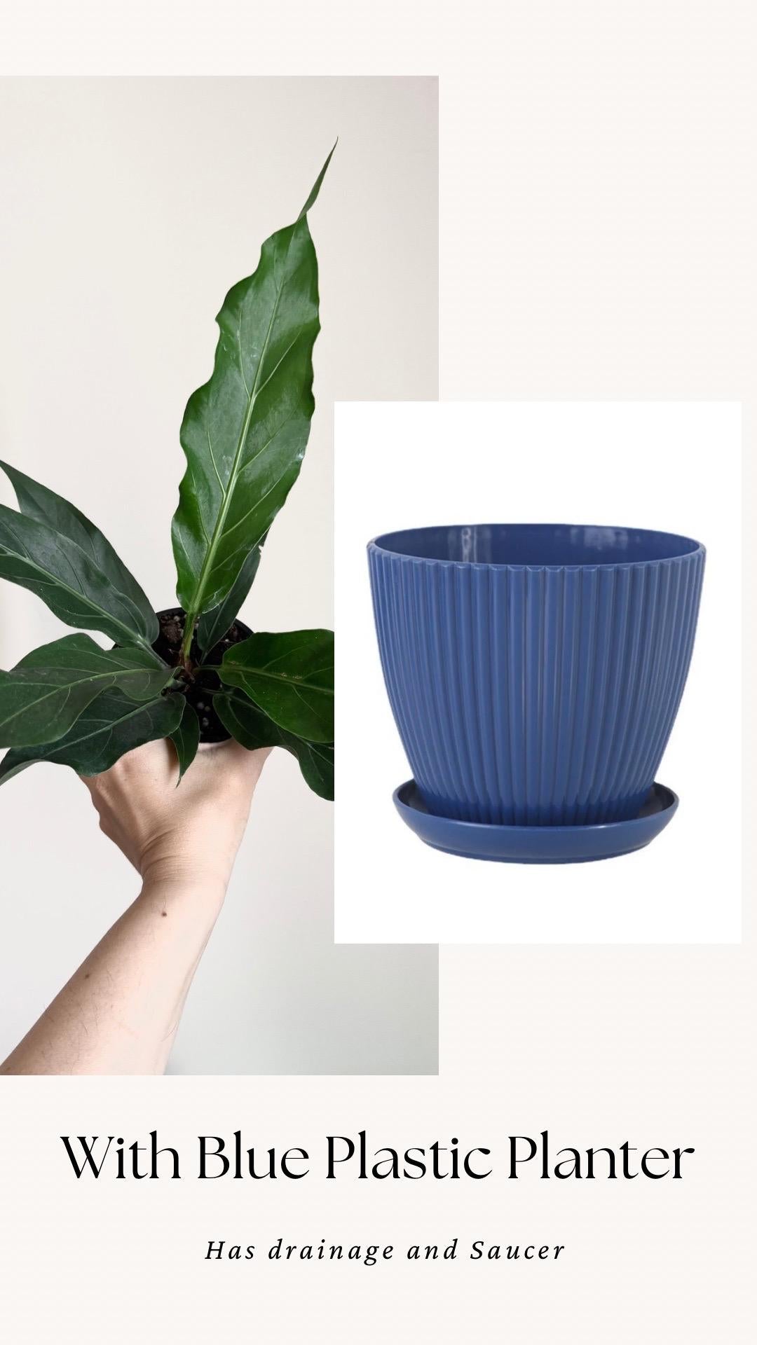 Anthurium Hookeri Bird Nest Plant - 4 inch Pot - Live Plant - optional decorative pot