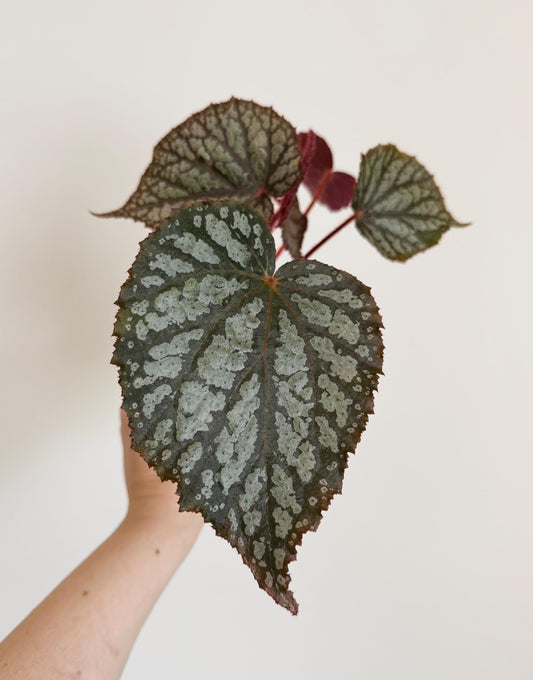 Begonia Vampire Slayer Rare Flowering Plant - 3” Pot - optional decorative pot