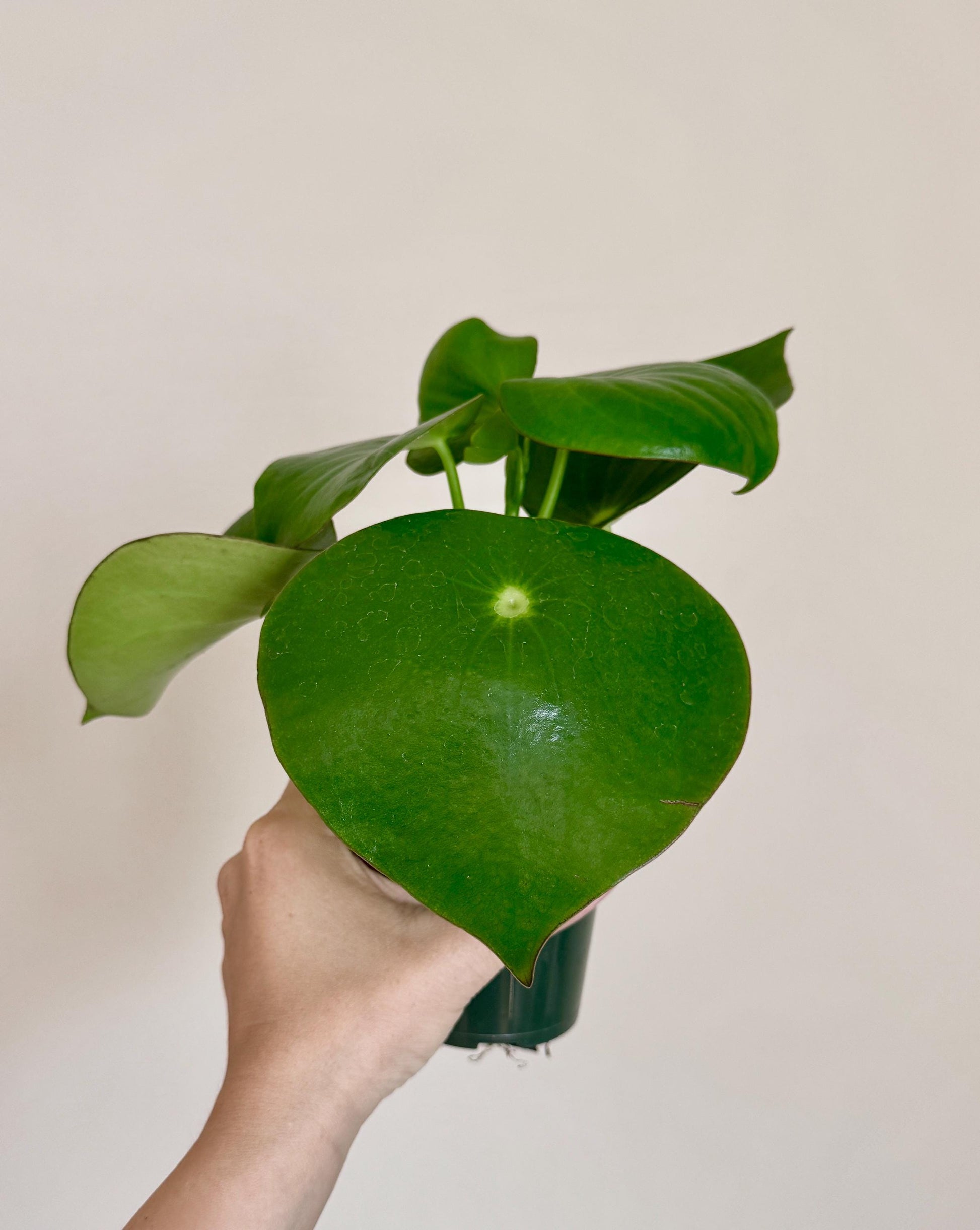 Peperomia Polybotrya Raindrop Plant - 4 inch Pot - optional decorative pot