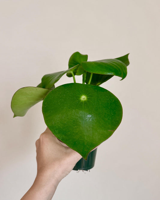 Peperomia Polybotrya Raindrop Plant - 4 inch Pot - optional decorative pot
