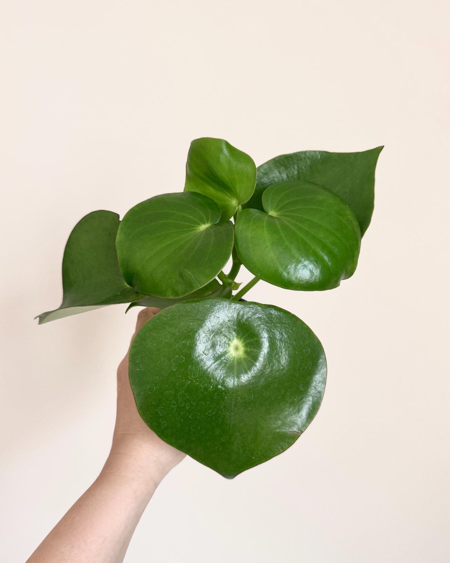 Peperomia Polybotrya Raindrop Plant - 4 inch Pot - optional decorative pot