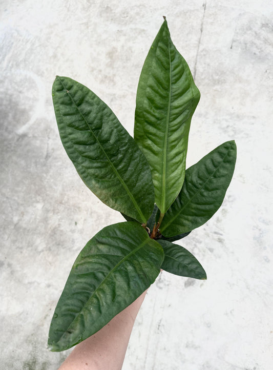 Anthurium Superbum Fl Plant - 4 inch Pot - Live Plant - optional decorative pot
