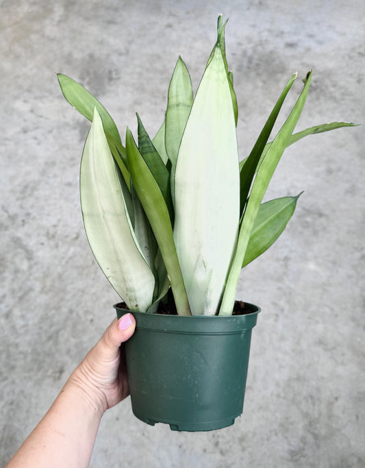 Sansevieria 'Moonshine' Snake Plant - 6 inch Pot - optional decorative plant