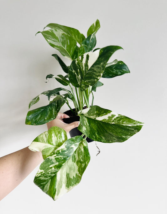Monstera Lechleriana Variegated Plant - Rare Monstera - 6 inch Pot - Live Plant - optional decorative pot