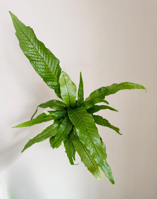 Blue Star Fern Plant - 4 inch Pot - Live Plant - optional decorative pot