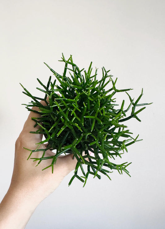 Hatiora Cylindrica | Dancing Bones Cactu| Plant - 3.5” Pot - Live Plant - optional decorative