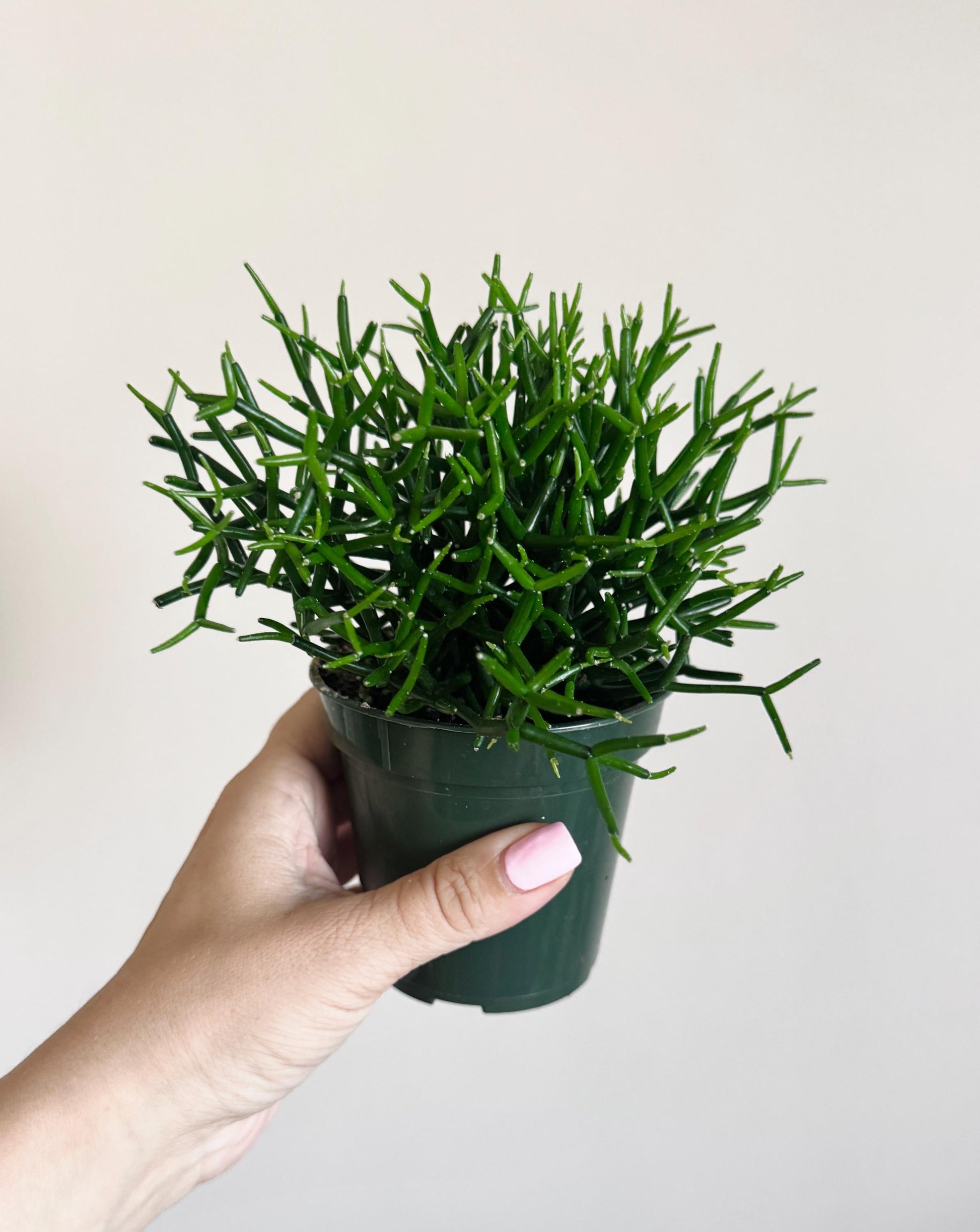 Hatiora Cylindrica | Dancing Bones Cactu| Plant - 3.5” Pot - Live Plant - optional decorative