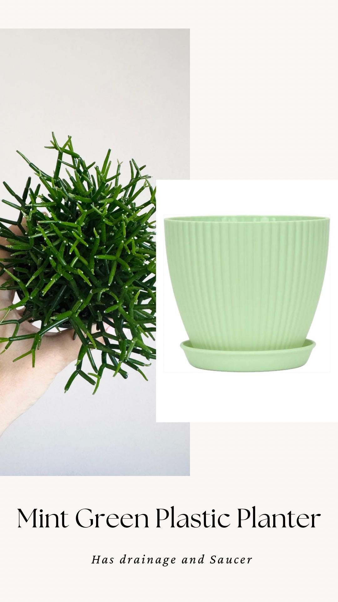 Hatiora Cylindrica | Dancing Bones Cactu| Plant - 3.5” Pot - Live Plant - optional decorative