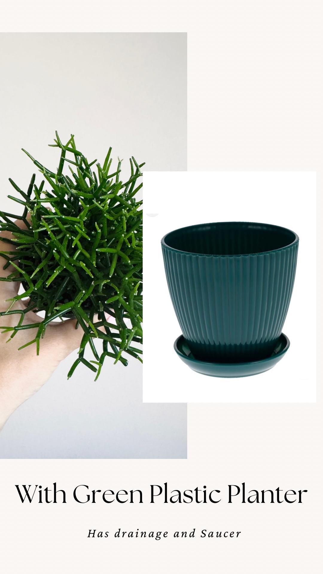 Hatiora Cylindrica | Dancing Bones Cactu| Plant - 3.5” Pot - Live Plant - optional decorative