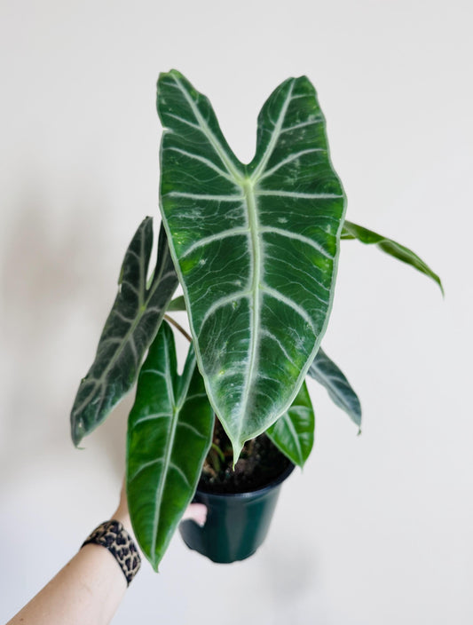 Alocasia Longilona Plant - 6 inch Pot - Live Houseplant