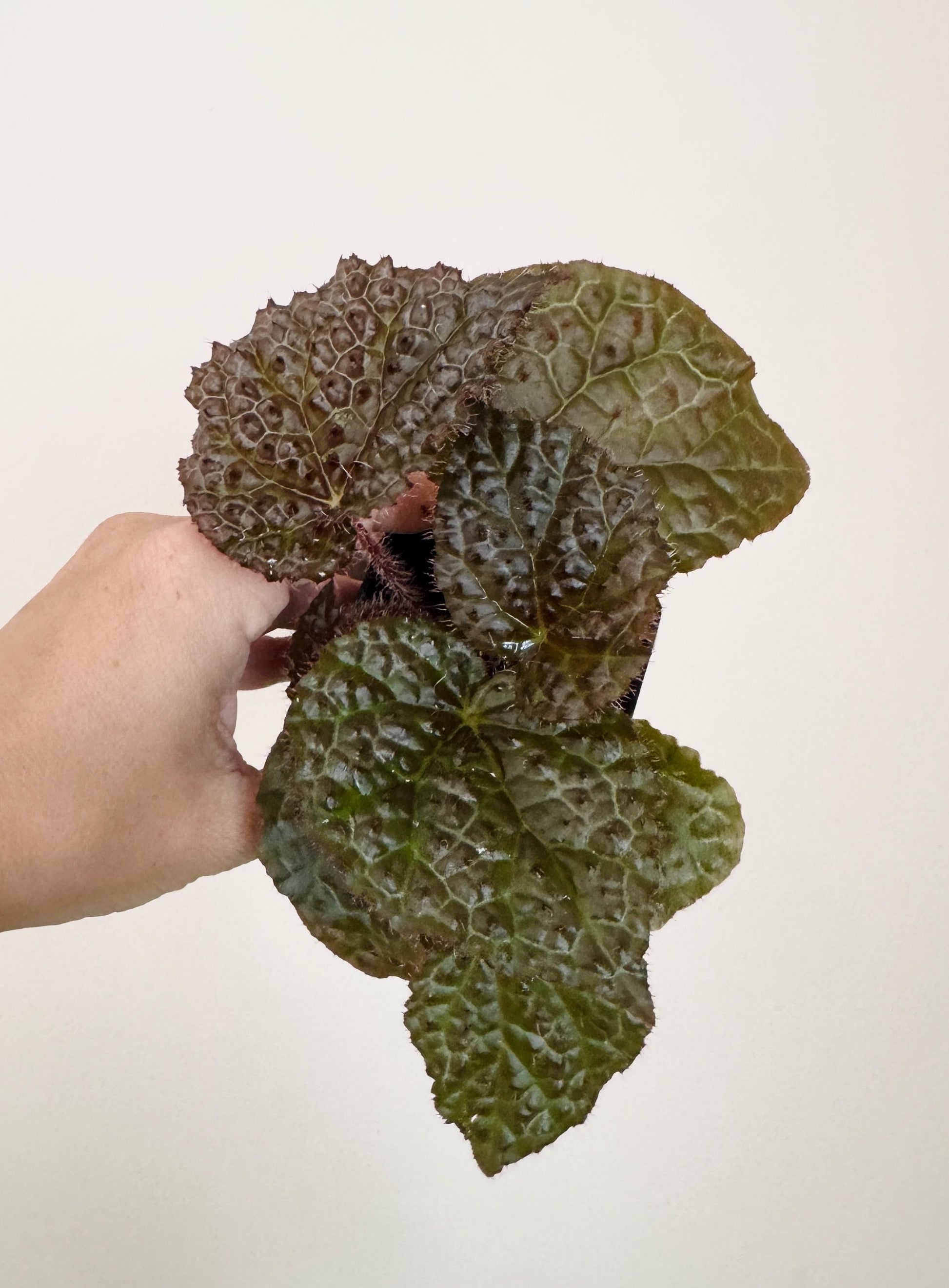 Begonia Melanobullata x Iron Cross Hybrid Rare Flowering Plant - 3” Pot - optional decorative pot