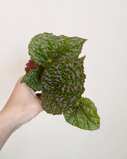 Begonia Melanobullata x Iron Cross Hybrid Rare Flowering Plant - 3” Pot - optional decorative pot