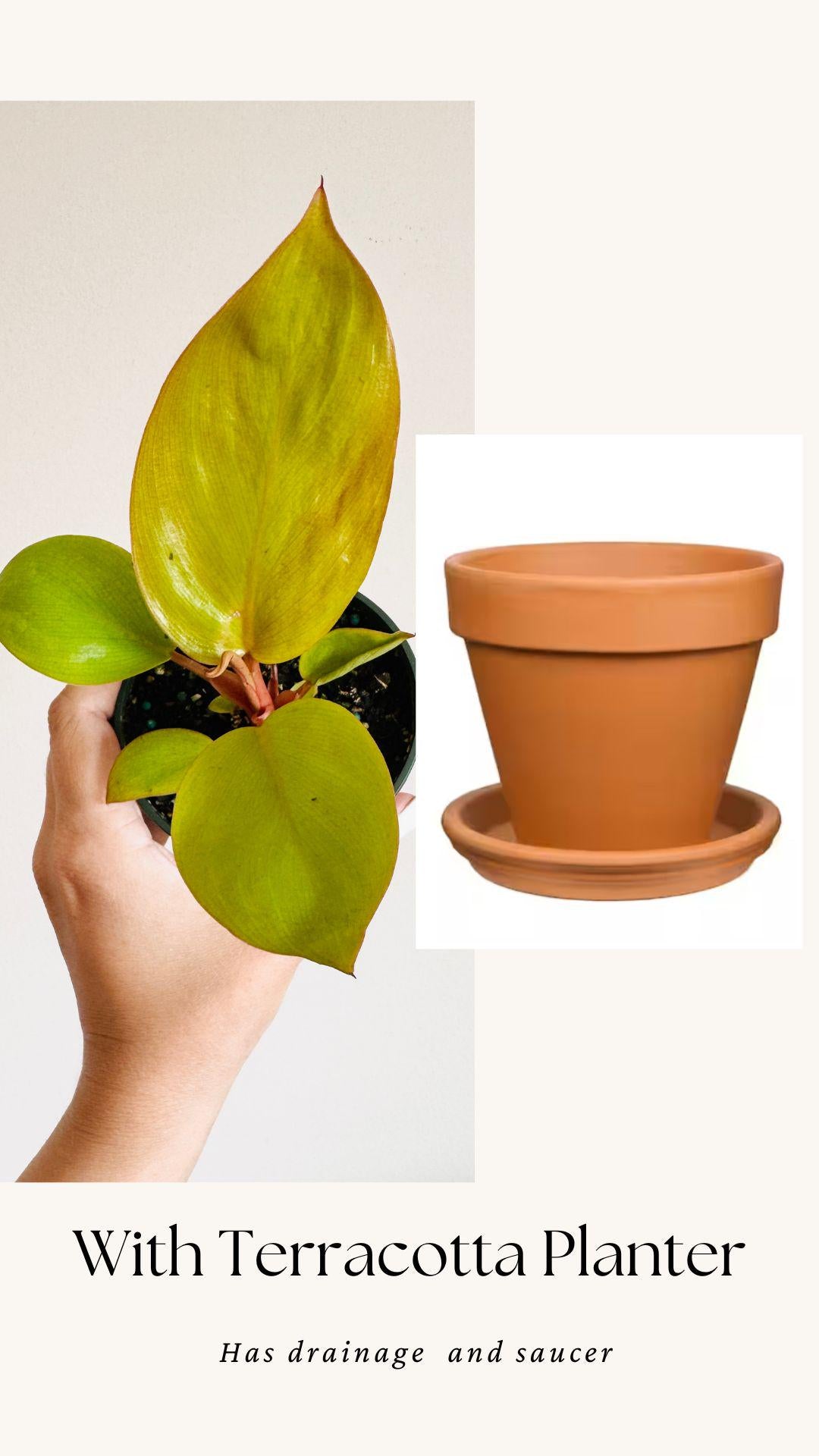 Philodendron Mars Plant 4 inch Pot - optional decorative pot